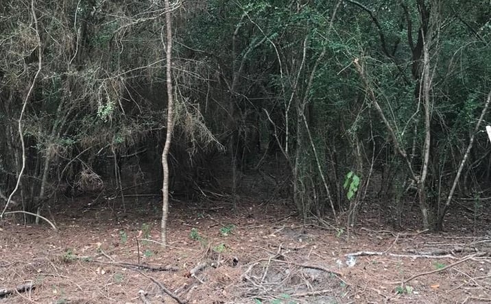 Pictures of Land property located at 00 TRACT # 9 Burgetown Rd, Carriere, MS 39426 for sales - image #1
