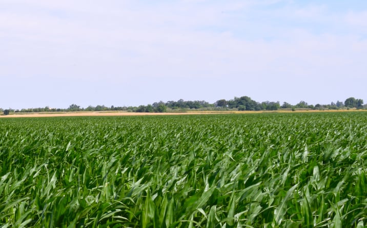 Pictures of Land, Special Purpose property located at 16637 Tyler Island Rd, Isleton, CA 95641 for sales - image #1
