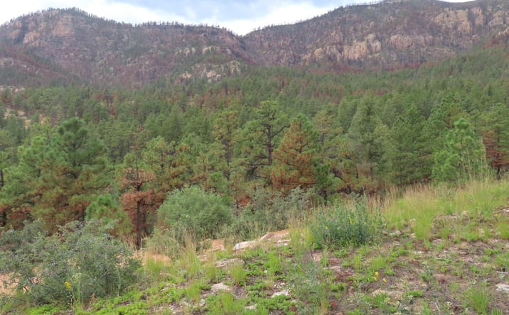 Pictures of Land property located at 1045 ac Ctc Ranch Canyon Road, Mora, NM 87732 for sales - image #1