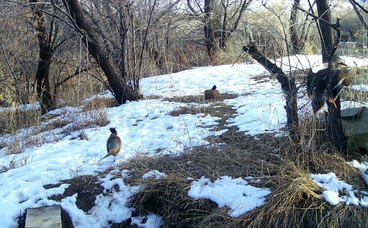 image of property at 280 ROAD 20 Cody WY 82414-8358