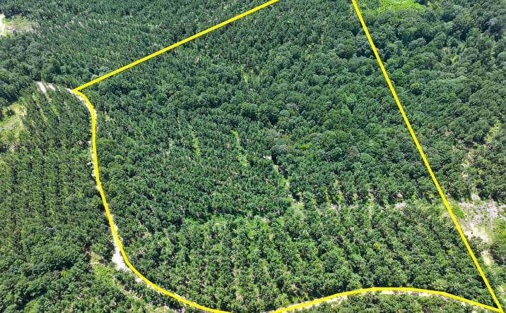 Pictures of Land property located at 0 Slim Palmer Rd, Zavalla, TX 75980 for sales - image #1