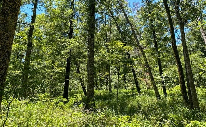 Pictures of Land property located at Cutoff Creek Retreat, Hot Springs, AR 71901 for sales - image #1