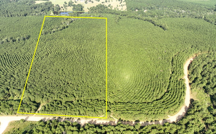 Pictures of Land property located at Shady Grove Rd T-9, Woodville, TX 75979 for sales - image #1