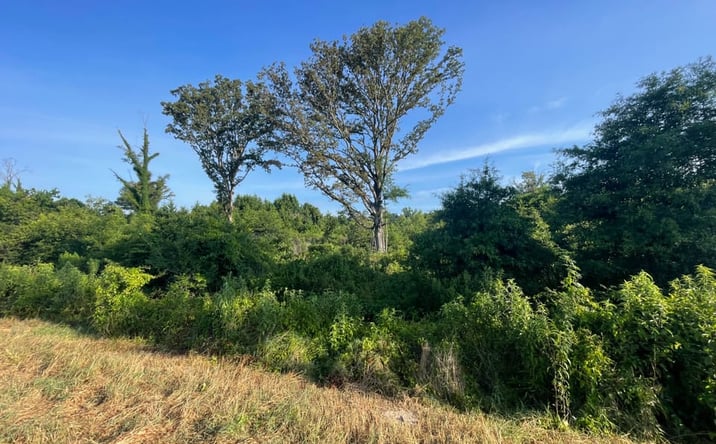 Pictures of Land property located at County Rd. 11, Star City, AR 71667 for sales - image #1