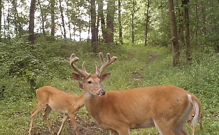 Pictures of Land property located at County Road 9, Arbela, MO 63432 for sales - image #1
