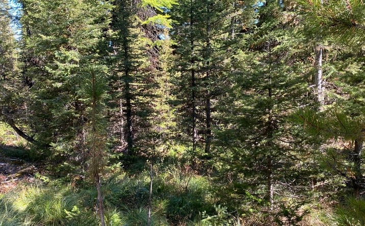 Pictures of Land property located at NHN Mill Creek Road, Frenchtown, MT 59834 for sales - image #1