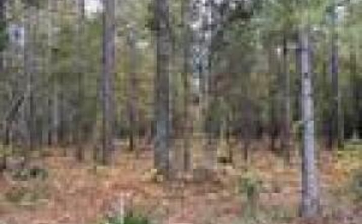Pictures of Land property located at Ebh A4-1 Wendell Lane, Wagener, SC 29164 for sales - image #1