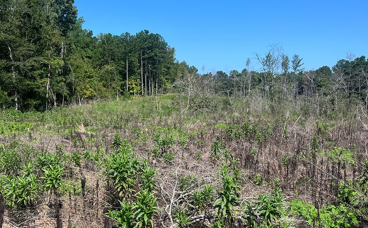Pictures of Land property located at Pettigrew Pines Tract B, Baldwin, CO 81230 for sales - image #1