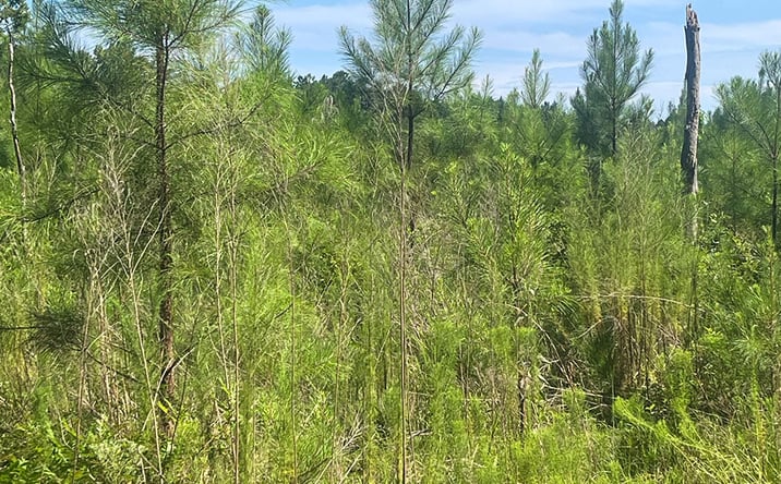 Pictures of Land property located at Pettigrew Pines Tract I, Milledgeville, GA 31061 for sales - image #1