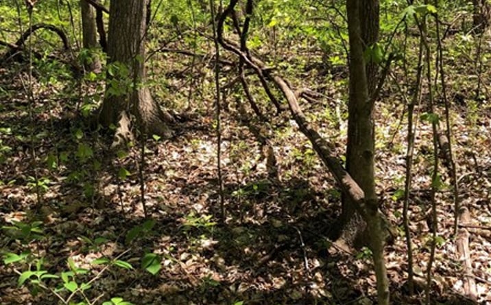 Pictures of Land property located at 002 Pleasant Home Dr, Austin, KY 42123 for sales - image #1