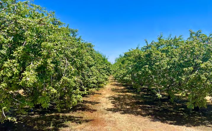 Pictures of Land property located at 348.4 Acres of Almonds, Dos Palos, CA 93620 for sales - image #1