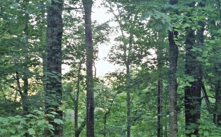 Pictures of Land property located at 15 Oak Ridge South, Hayesville, NC 28904 for sales - image #1