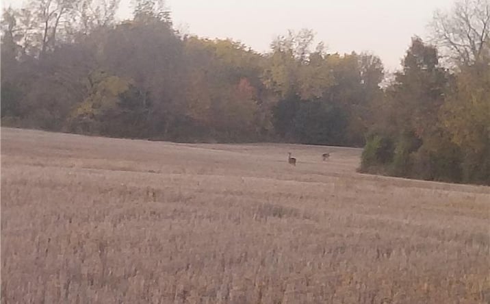 Pictures of Land property located at 13-Acres E 315th Street, Drexel, MO 64742 for sales - image #1
