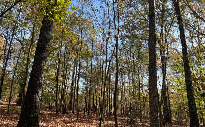 Pictures of Land property located at 908 Excalibur Trail (Lot 102), Cedar Grove, TN 38321 for sales - image #1
