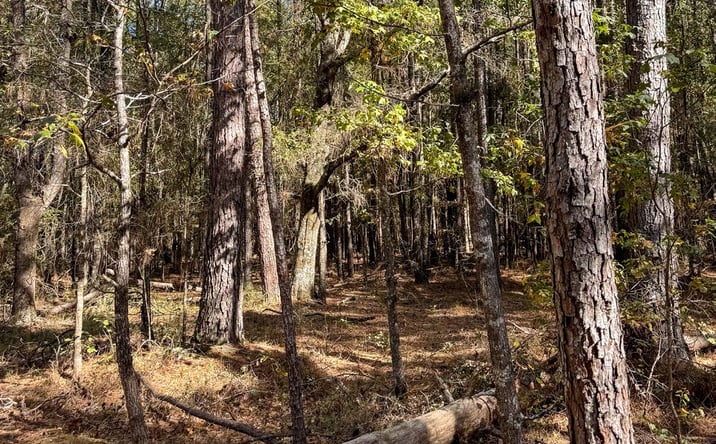Pictures of Land property located at Harrell Homestead, Camden, AR 71711 for sales - image #1