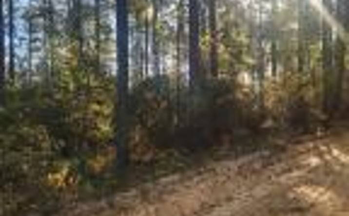 Pictures of Land property located at Fyf 1b Fox Young Road, Wagener, SC 29164 for sales - image #1