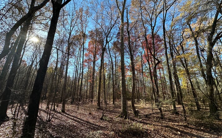 Pictures of Land property located at 000 County Road 133, Hatton, AL 35672 for sales - image #1