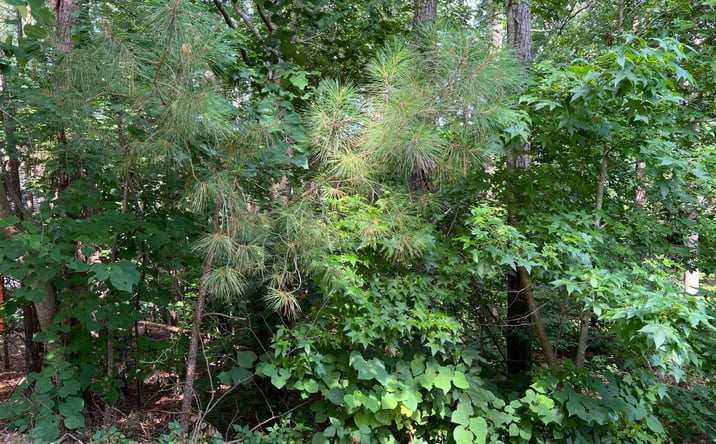 Pictures of Land property located at 19102 Stone Brook, Chapel Hill, NC 27517 for sales - image #1