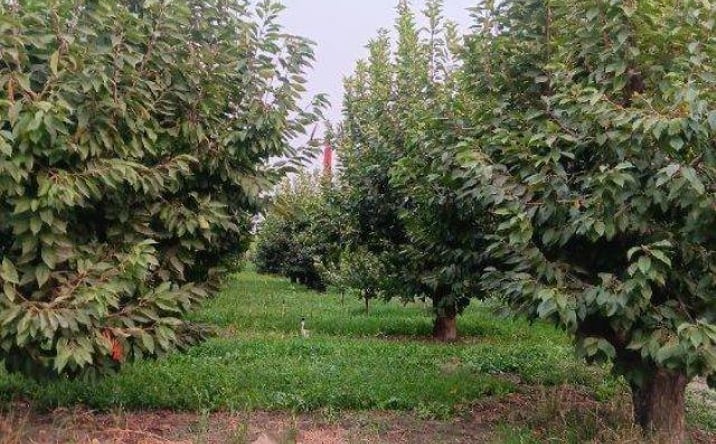 Pictures of Land property located at Lester Rd, Sunnyside, WA 98944 for sales - image #1