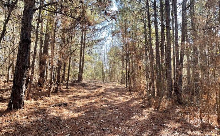 Pictures of Land property located at 17584 FM 1252 W, Winona, TX 75792 for sales - image #1