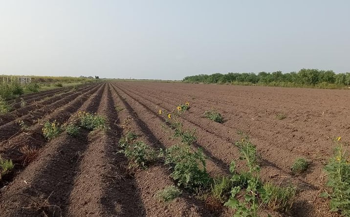 Pictures of Land, Multifamily property located at 10.00 Acres N Mile 4, Mercedes, TX 78570 for sales - image #1