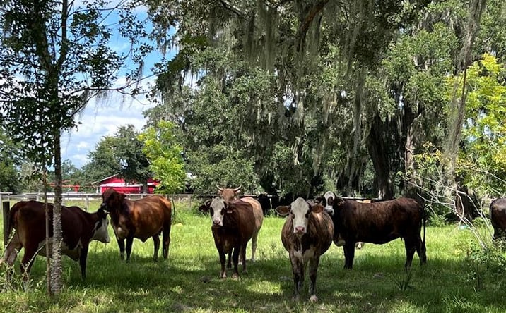 Pictures of Land property located at TBD NE 55th St, Williston, FL 32696 for sales - image #1