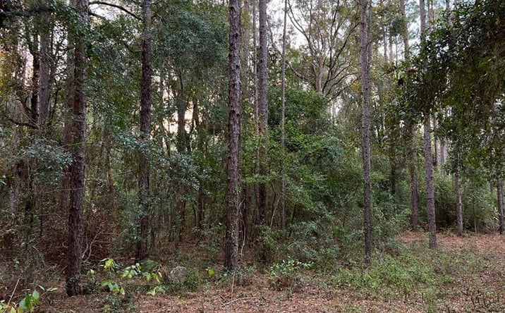 Pictures of Land property located at 1 NW 15th Ave, Bell, FL 32619 for sales - image #1