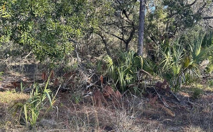 Pictures of Land property located at 00 SE 353rd St, Suwannee, FL 32692 for sales - image #1