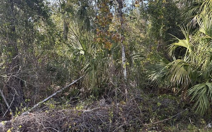 Pictures of Land property located at 000 SE 353rd St, Suwannee, FL 32692 for sales - image #1