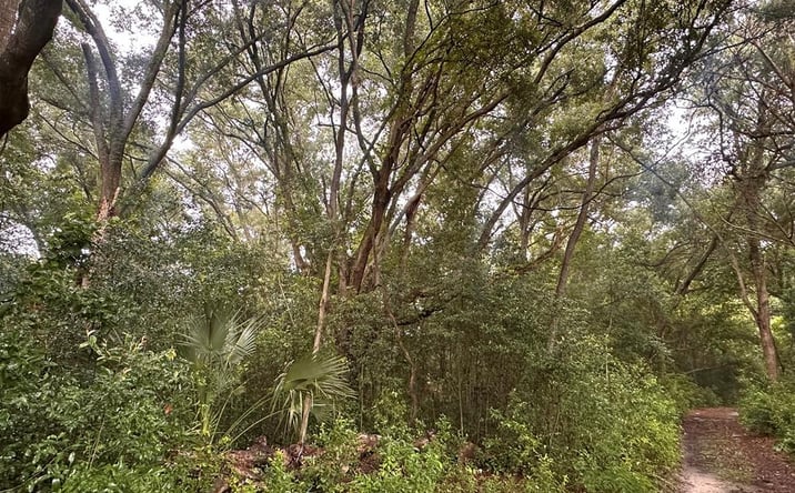 Pictures of Land property located at 000 NE 30th Pl, Williston, FL 32696 for sales - image #1