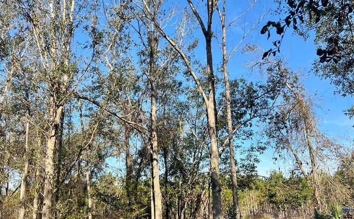 Pictures of Land property located at 0 W Hwy 27, Mayo, FL 32066 for sales - image #1