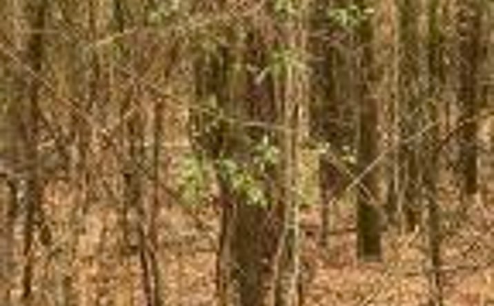 Pictures of Land property located at 00 Durham Road, Jackson, SC 29831 for sales - image #1