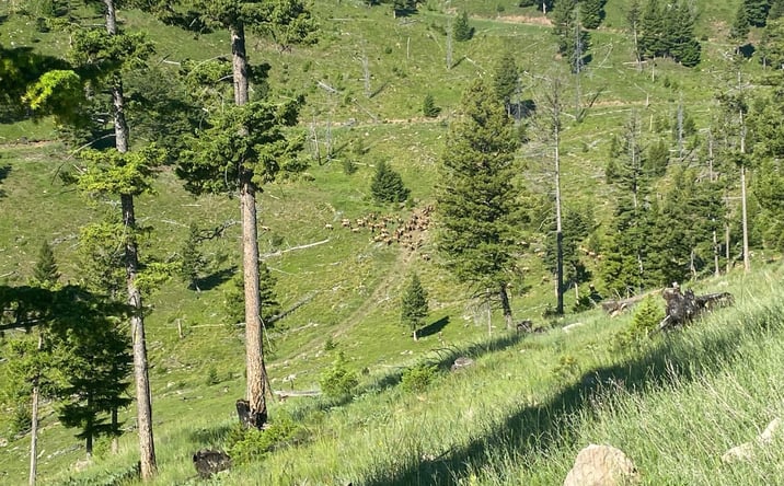 Pictures of Land property located at 9-12 Tract, Drummond, MT 59832 for sales - image #1