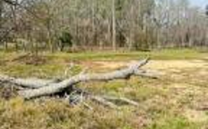 Pictures of Land property located at 000 Lee Street, Johnston, SC 29832 for sales - image #1