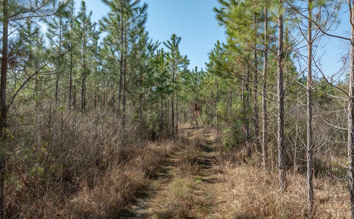 Pictures of Land property located at James Noble Rd, Greenville, FL 32331 for sales - image #1