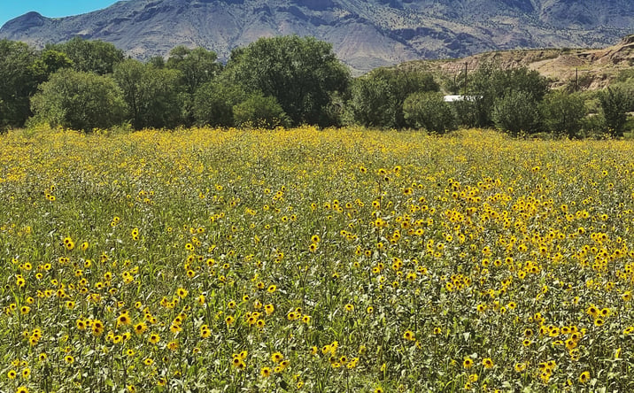 Pictures of Land property located at 15 Correo St, Polvadera, NM 87828 for sales - image #1
