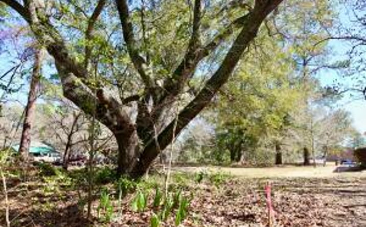 Pictures of Land property located at 000 Rushton Road, Aiken, SC 29801 for sales - image #1