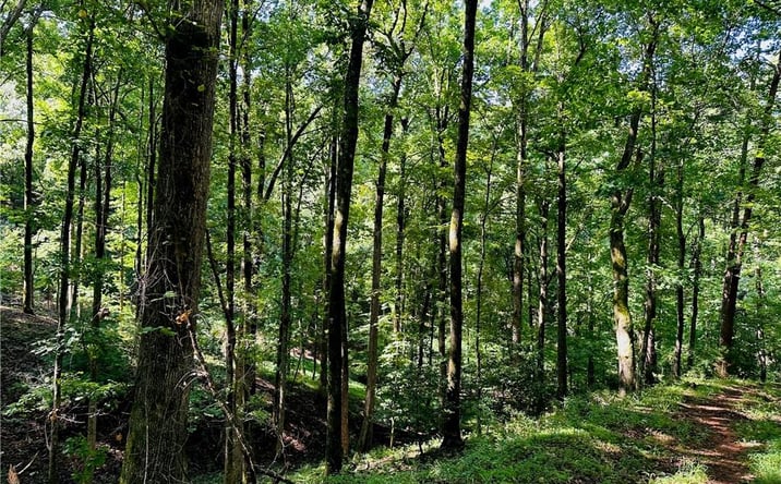 Pictures of Land property located at 7.123 Acres Halls Mill Road, Dahlonega, GA 30533 for sales - image #1