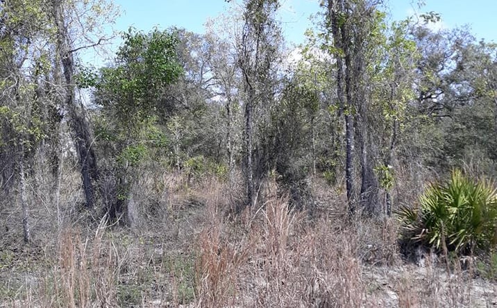 Pictures of Land property located at Lot 20 NE 62nd St, Williston, FL 32696 for sales - image #1
