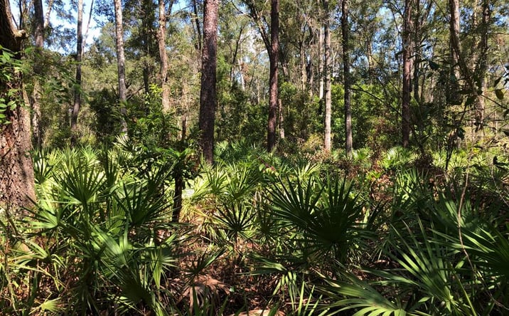 Pictures of Land property located at TBD NE 466th Ave, Old Town, FL 32680 for sales - image #1