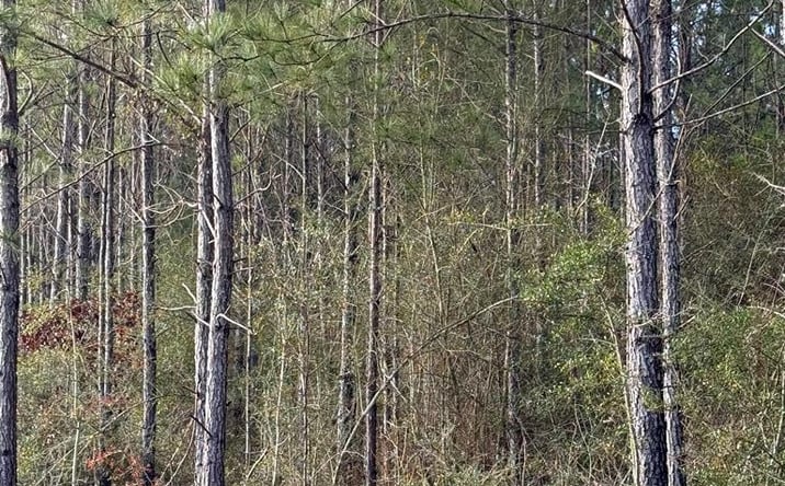 Pictures of Land property located at 0 Glenwood Dr Lot 436, Carriere, MS 39426 for sales - image #1