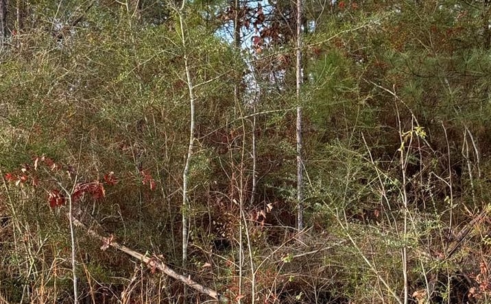 Pictures of Land property located at 0 Glenwood Dr Lot 435, Carriere, MS 39426 for sales - image #1