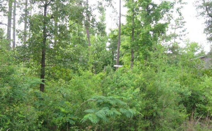 Pictures of Land property located at 0 W Lakeshore Dr Lot 925, Carriere, MS 39426 for sales - image #1