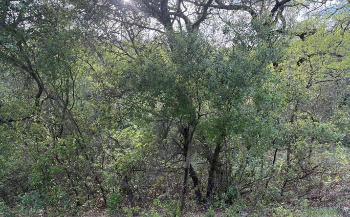 Pictures of Land property located at Toby Tyler Way, Dobbins, CA 95935 for sales - image #1