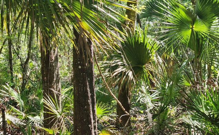 Pictures of Land property located at 167 NE 396th St, Old Town, FL 32680 for sales - image #1