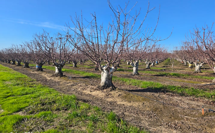 Pictures of Land property located at Andrus Island Road, Walnut Grove, CA 95641 for sales - image #1