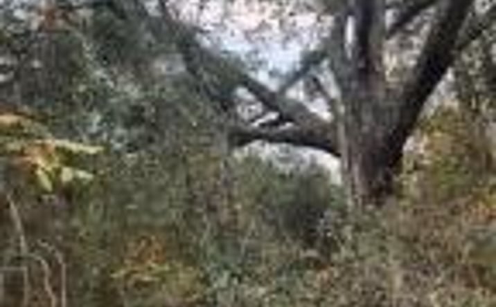 Pictures of Land property located at Ebh 4-1b Wendell Lane, Wagener, SC 29164 for sales - image #1