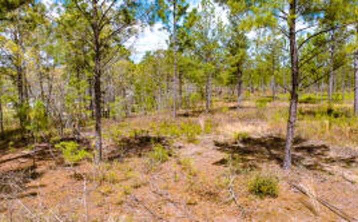 Pictures of Land property located at Lot 4 Bluffwood Road, Wagener, SC 29164 for sales - image #1