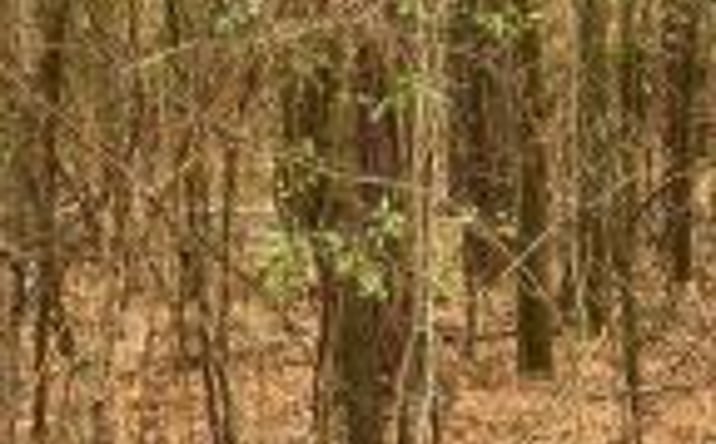 Pictures of Land property located at 000 Chime Bell Church Road, Aiken, SC 29803 for sales - image #1
