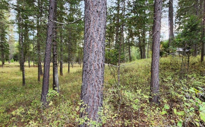 Pictures of Land property located at 3100 Kootenai River Road, LIBBY, MT 59923 for sales - image #1